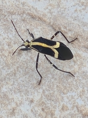 Hypselonotus linea