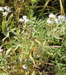 Achillea salicifolia