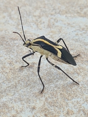 Hypselonotus linea
