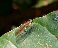 Sarginae