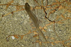 Hemidactylus bowringii