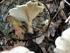 Clitocybe nebularis