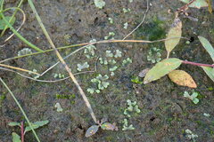 Riccia cavernosa