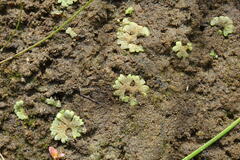 Riccia cavernosa