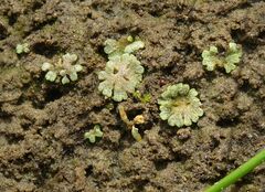Riccia cavernosa