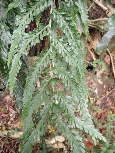 Asplenium laciniatum observed 2022-10-28