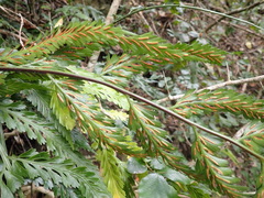 Asplenium flexuosum