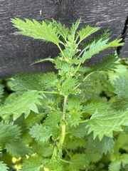 Urtica urens