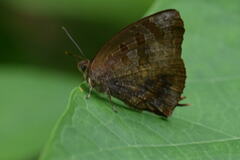 Arhopala bazalus