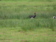 Plectropterus gambensis