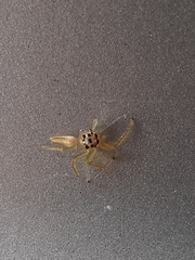Telamonia