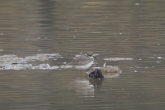 Charadrius placidus
