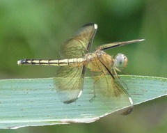 Neurothemis manadensis