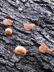 Auricularia auricula-judae