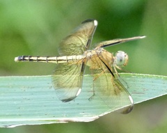 Neurothemis manadensis