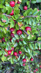 Cotoneaster horizontalis