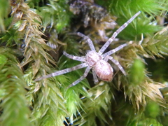 Philodromus rufus
