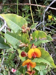 Bossiaeeae