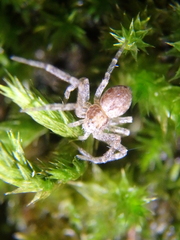 Philodromus rufus