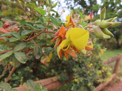 Crotalaria capensis