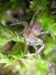 Philodromus rufus
