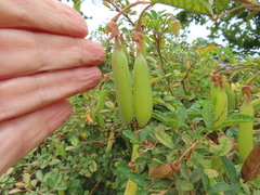 Crotalaria capensis