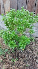 Ocimum basilicum