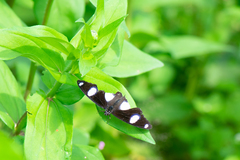 Hypolimnas misippus