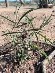 Raphionacme velutina
