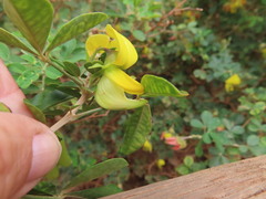 Crotalaria capensis