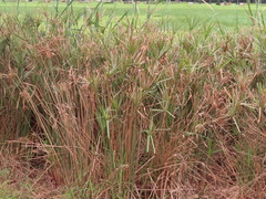 Cyperus textilis
