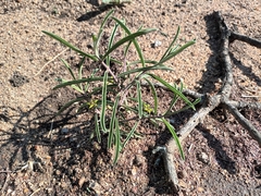 Raphionacme velutina
