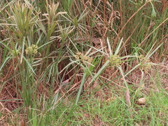 Cyperus textilis