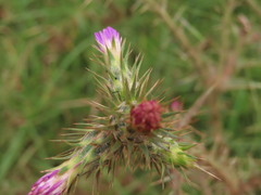 Carduus pycnocephalus