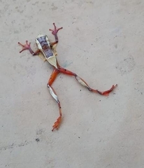 Dendropsophus elegans