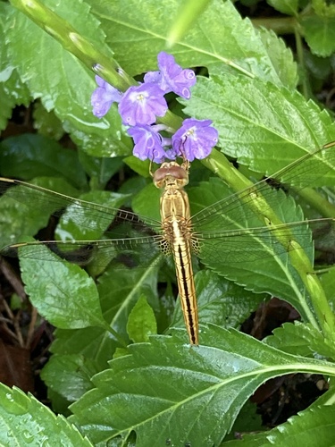 Scarlet Skimmer (Crocothemis servilia), a species recorded in Florida