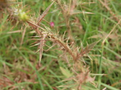 Carduus pycnocephalus