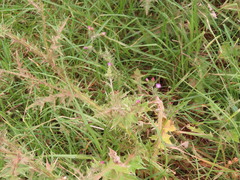 Carduus pycnocephalus