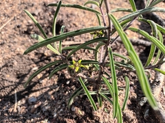 Raphionacme velutina