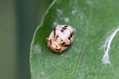 Cheilomenes sexmaculata