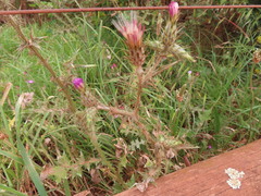 Carduus pycnocephalus