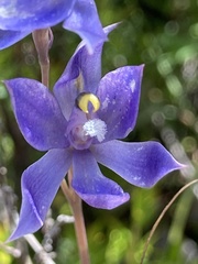 Thelymitra macrophylla