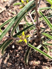 Raphionacme velutina