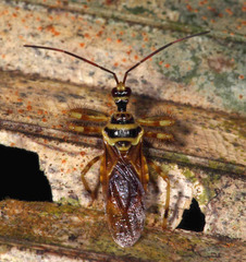 Agriocoris flavipes