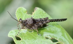 Euparatettix