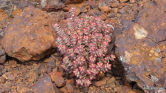 Crassula rupestris
