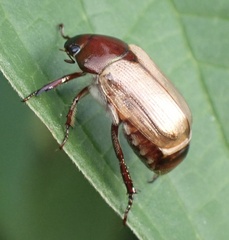 Anomala brachycaula
