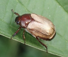 Anomala brachycaula
