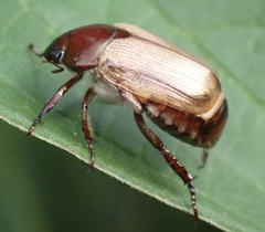 Anomala brachycaula