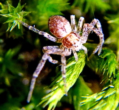 Philodromus rufus
